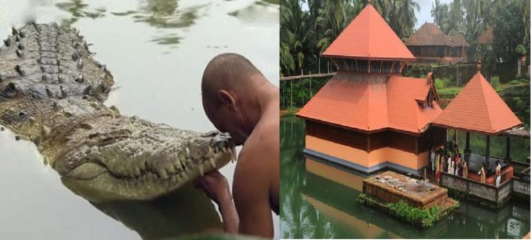 Babiya A Vegetarian Crocodile In Kerala Who Is Absolutely Harmless