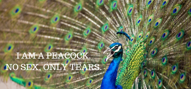FWD Life When a peacocks sex life became an interesting conversation topic