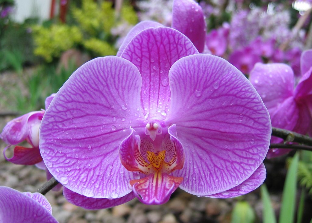 Three day-long Orchid Festival begins today in Wayanad