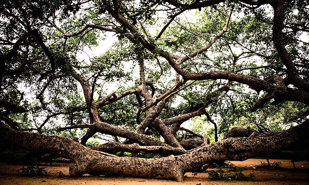 700 Year Old Banyan Tree In Telangana